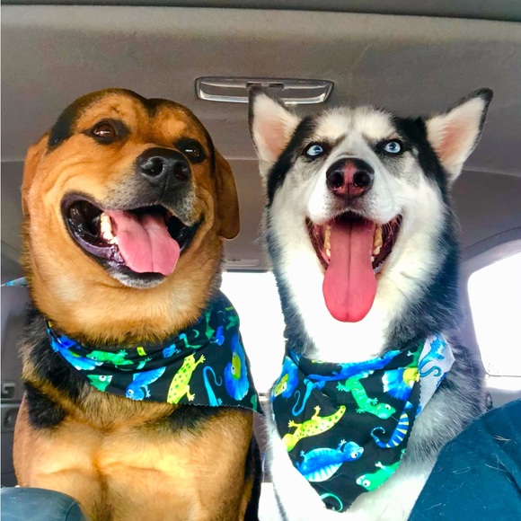 Meet your Posher, Daniel - Picture 4 of 5